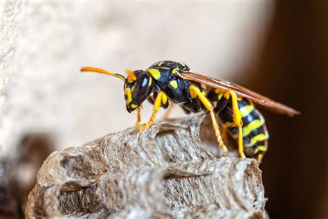 wasps and hornets in arkansas